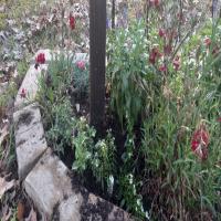 https://xinroot.com/files/pics/backyard/garden 3-2-24/20240302_164743.jpg