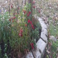 https://xinroot.com/files/pics/backyard/garden 3-2-24/20240302_164746.jpg