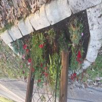 https://xinroot.com/files/pics/backyard/garden 3-2-24/20240302_164817.jpg