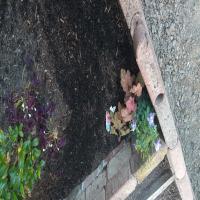 https://xinroot.com/files/pics/backyard/garden 3-20-23/20230320_184529.jpg
