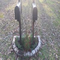 https://xinroot.com/files/pics/backyard/garden 3-2-24/20240302_164735.jpg