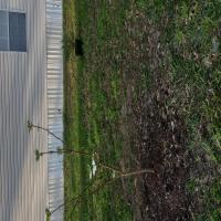 https://xinroot.com/files/pics/backyard/garden 3-2-24/20240302_164933.jpg