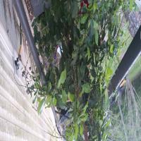 https://xinroot.com/files/pics/backyard/garden 3-20-23/20230320_184404.jpg