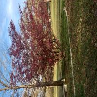 https://xinroot.com/files/pics/backyard/garden 3-2-24/20240302_164907.jpg