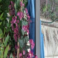 https://xinroot.com/files/pics/backyard/garden 3-20-23/20230320_184321.jpg