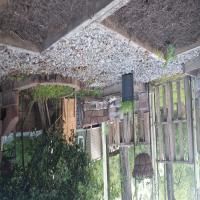 https://xinroot.com/files/pics/backyard/garden 3-20-23/20230320_185014.jpg