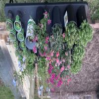 https://xinroot.com/files/pics/backyard/garden 3-20-23/20230320_184903.jpg
