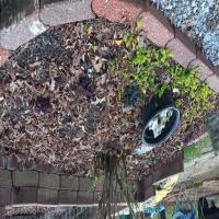 https://xinroot.com/files/pics/backyard/garden 3-7-24/20240307_175407.jpg