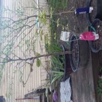 https://xinroot.com/files/pics/backyard/garden 3-20-23/20230320_184446.jpg