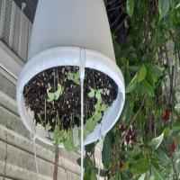 https://xinroot.com/files/pics/backyard/garden 3-20-23/20230320_184413.jpg