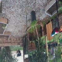 https://xinroot.com/files/pics/backyard/garden 3-20-23/20230320_185036.jpg