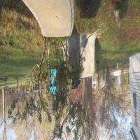 https://xinroot.com/files/pics/backyard/garden 3-2-24/20240302_165008.jpg