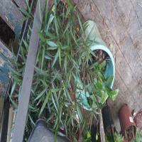 https://xinroot.com/files/pics/backyard/garden 3-20-23/20230320_184423.jpg