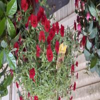 https://xinroot.com/files/pics/backyard/garden 3-20-23/20230320_184348.jpg