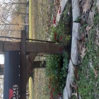 https://xinroot.com/files/pics/backyard/garden 3-2-24/20240302_164758.jpg